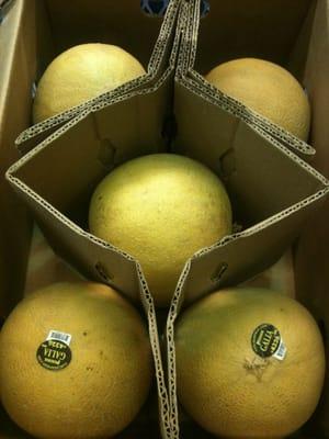 Galia Melon