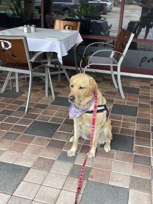 Waiting for our food outside - and I had to be put in the car for my human to go inside and get the order -