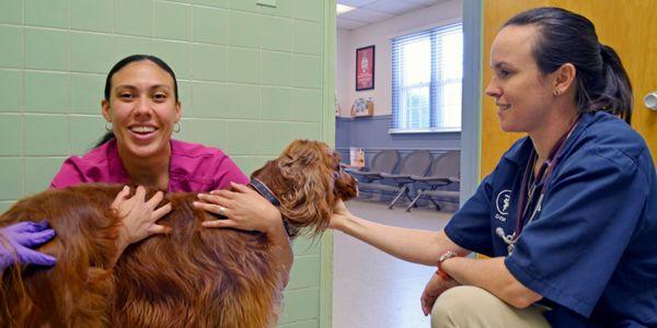 Beltsville Veterinary Hospital Dog Exam