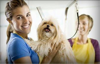 Animal Wellness Clinic Of Troy