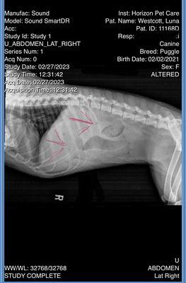 This photo shows the blockage after misdiagnosis and had to be put down.