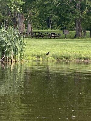 Wildlife all around Little Buffalo Lake, watching the ongoings around the nest in the tall grass