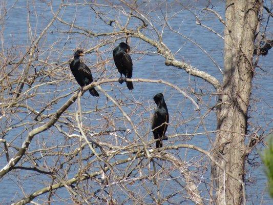 Cormorants