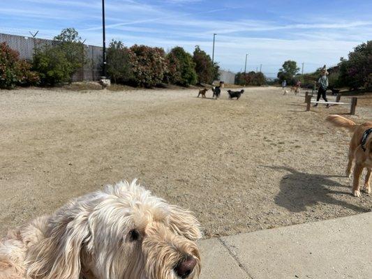 Happy dogs.