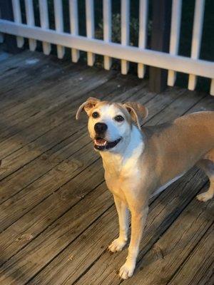 My beautiful dog 1 week prior to going to Dog U... we didn't see that kind of happiness for some time following her "intensive".