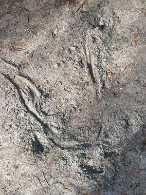 Armadillo tracks and snout prints from digging