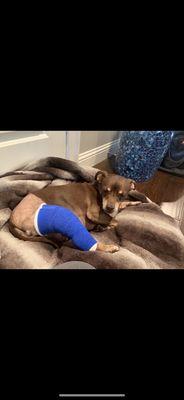 Jax recovering from surgery after tearing the ligament in his knee at Animal Hospital Southwest.