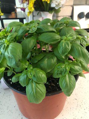 Beautiful basil plant I bought here.