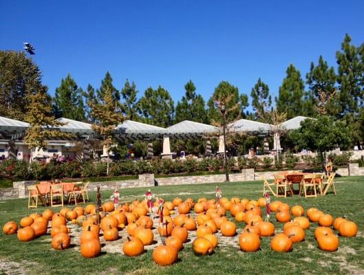 Pumpkin patch at the center!