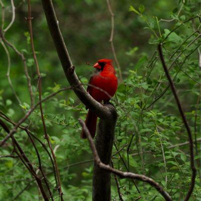 Male Cardinal