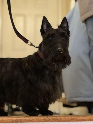 Alex always makes Olive, our Scottish Terrier look amazing! And she loves seeing them so that's a bonus!