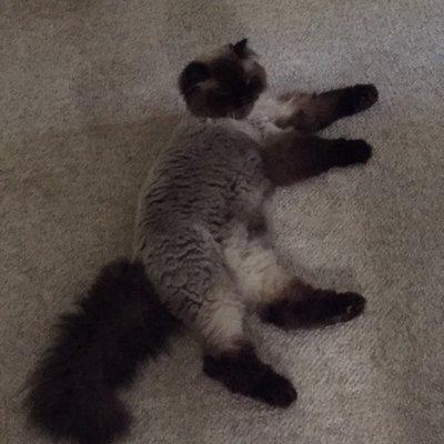 My Himalayan cat two months into his grooming. His fur is like velvet.