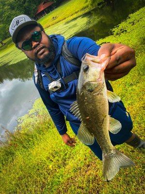 Bass caught at the small pond in back , Black Teddy on YouTube