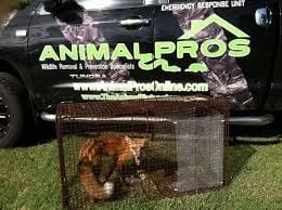 Wildlife Removal Nashville