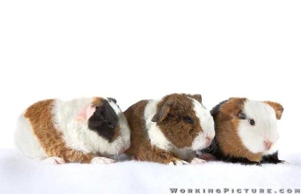 Texas Rustlers Guinea Pig Rescue