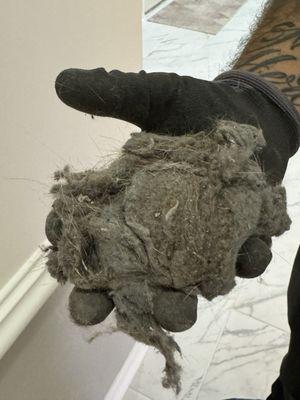 Just a small section of dryer lint/fur ‍