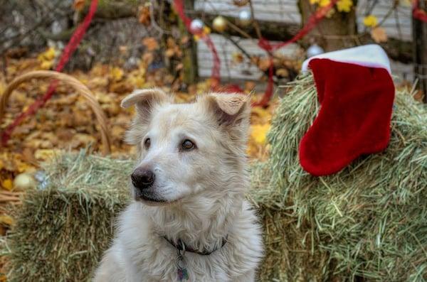 Christmas photos at Northwest Pet Resort