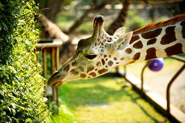 Roosevelt Park Zoo