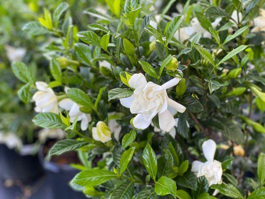 Gardenia shrub