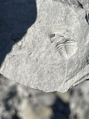 Fossil Imprint