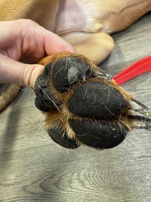 skin missing from paw pads