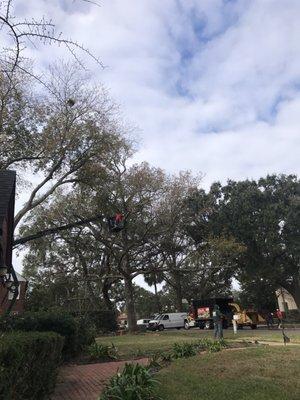 The crew working on our 40+ ft sweet gum