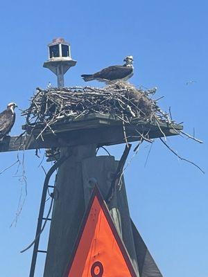 Protected bird and its nest