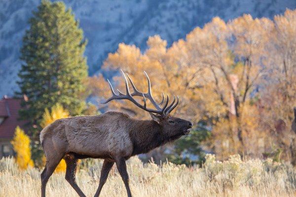 Autumn Elk