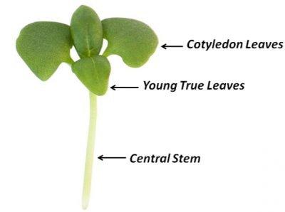 Anatomy of a Microgreen