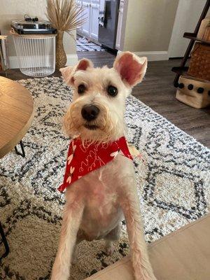 Dog grooming - mini schnauzer