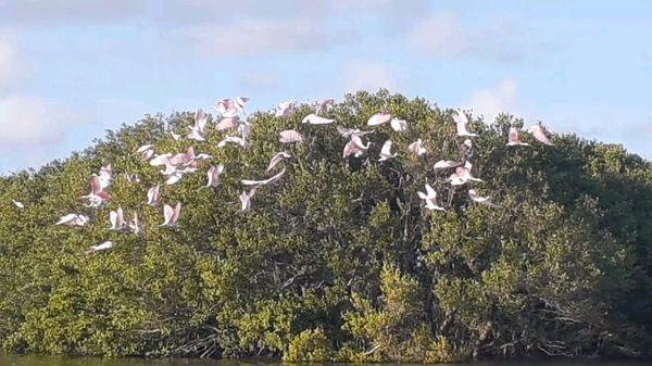 Rossette Spoonbills