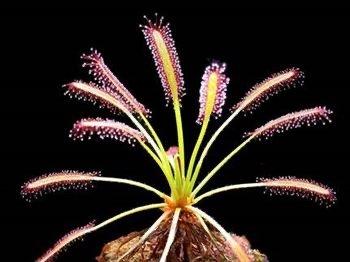 You've got fungus gnats, we've got carnivorous plants! Your new Baltimore house plant shop