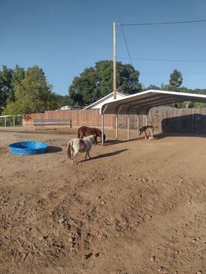 Curious ponies