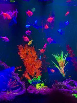 Neon fish so cool