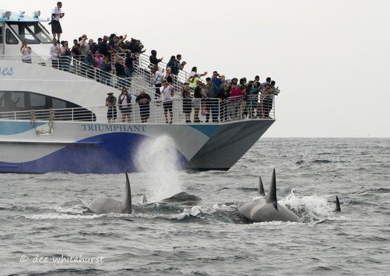 Orcas
 Los Angeles Whale Watching