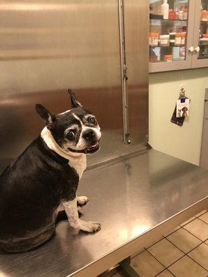 Pixie happy to get her ear treatment that makes her ears feel much better!