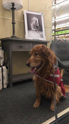 My dog, Rondo, posing in one of the decor displays.