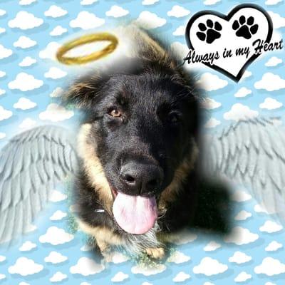 "R.I.P our loving "Gunther" past away on 9/11 we want to thank Van Buren Animal Hospital for all their help