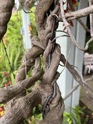 Vine growing into chain