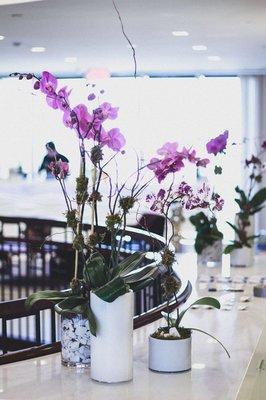 Orchid plants