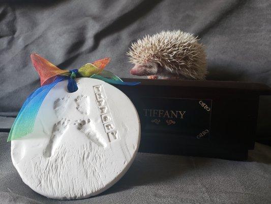 Here is my late hedgehog Tiffany and my new hedgehog Delilah.