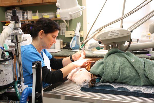 One of our skilled technicians performing a dental