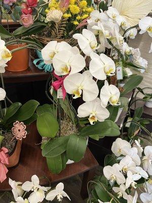 Beautiful orchids