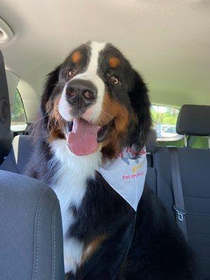 Aspen after his groom at Fluffy Puppy