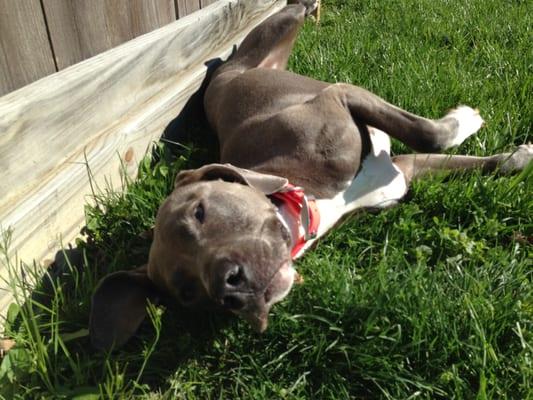 Bella Bean loves the real grass and sunshine she gets at NBK9.