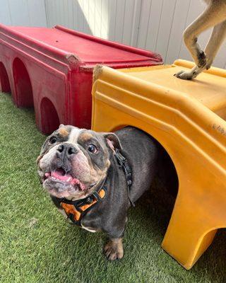 Doggin' Around Daycare