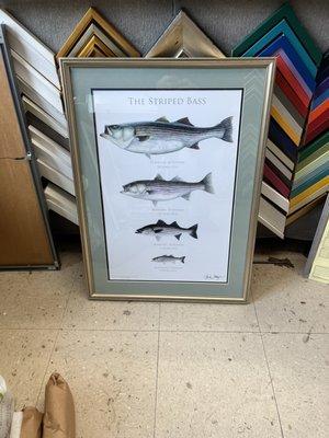 A print of the progression of the life of a typical striped bass.