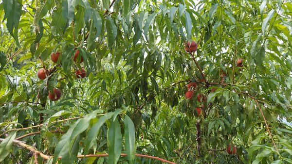 Ochs Orchard