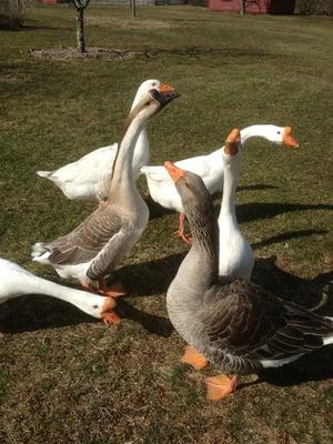 Beware of the trained attack geese