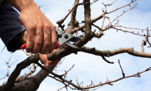 Tree Trimming Services